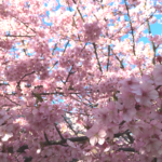 三浦海岸の河津桜満開です！三浦海岸桜まつり
