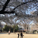 西川口駅東口、並木公民館隣の公園の桜が満開！（20180325）