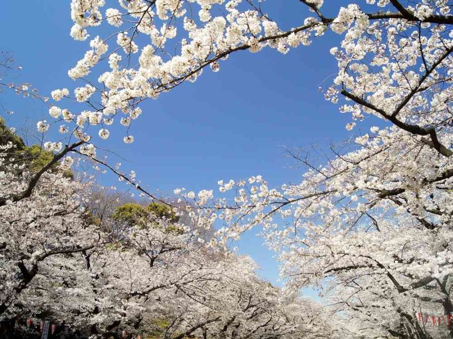 21年の上野恩賜公園の桜開花情報 開花まで週数回更新 雑記ブログ