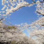 2021年の上野恩賜公園の桜開花情報（開花まで週数回更新）